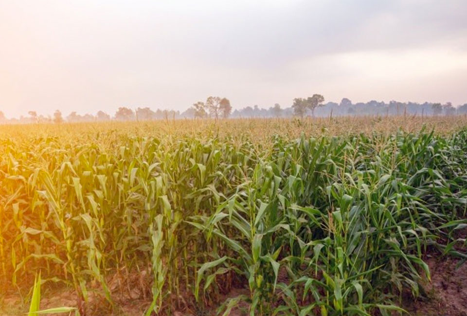 O Agronegócio movimenta o Brasil