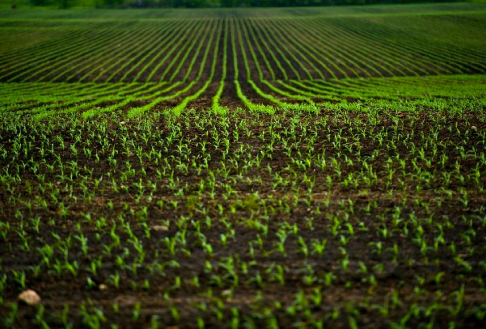 Agro pode crescer 40% até 2050 com tecnologia e produção sustentável
