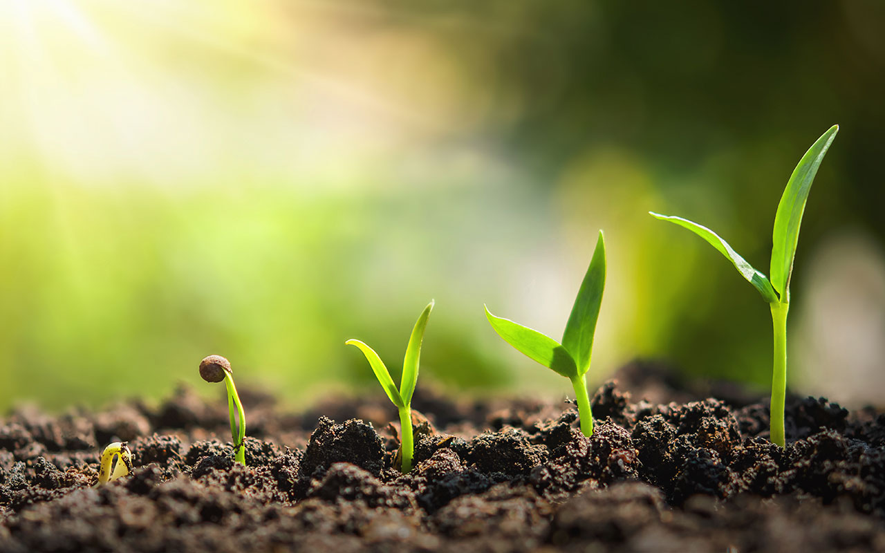 Boas práticas agronômicas