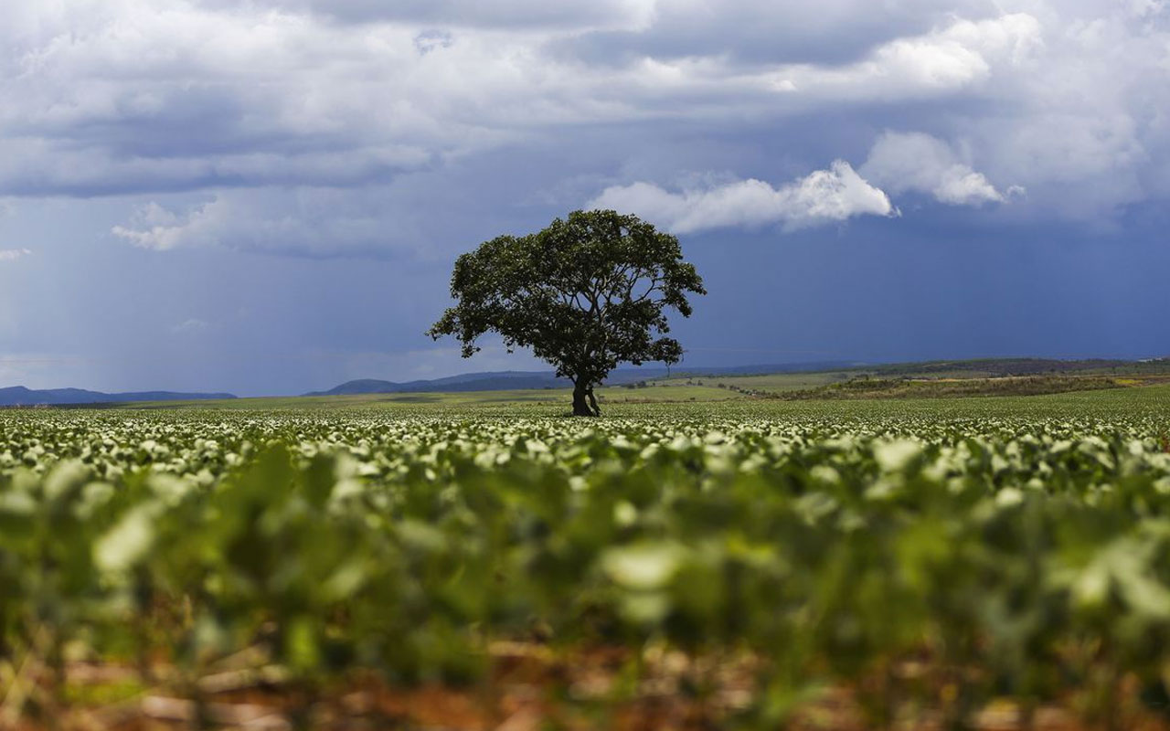 Presidente francês desconhece produção sustentável da soja brasileira