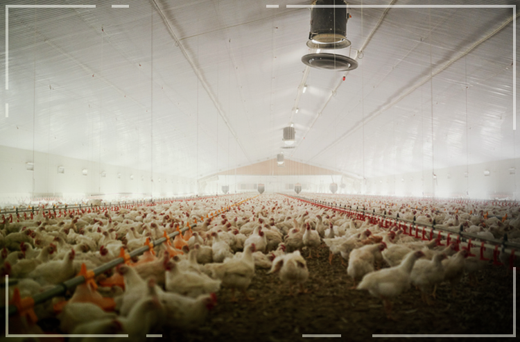 Mato Grosso sai na frente com seguro para avicultura