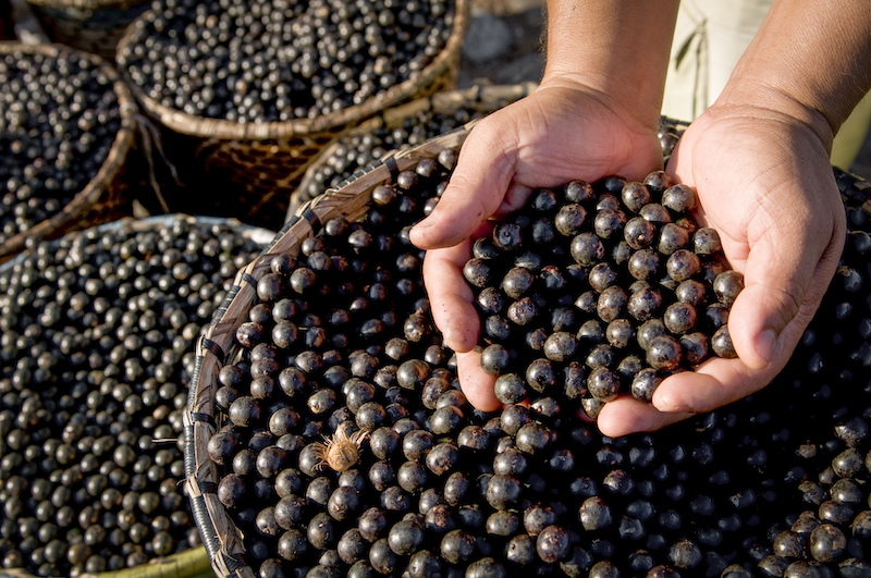 Agricultura familiar de açaí e outros é favorecida por desconto nas operações de crédito