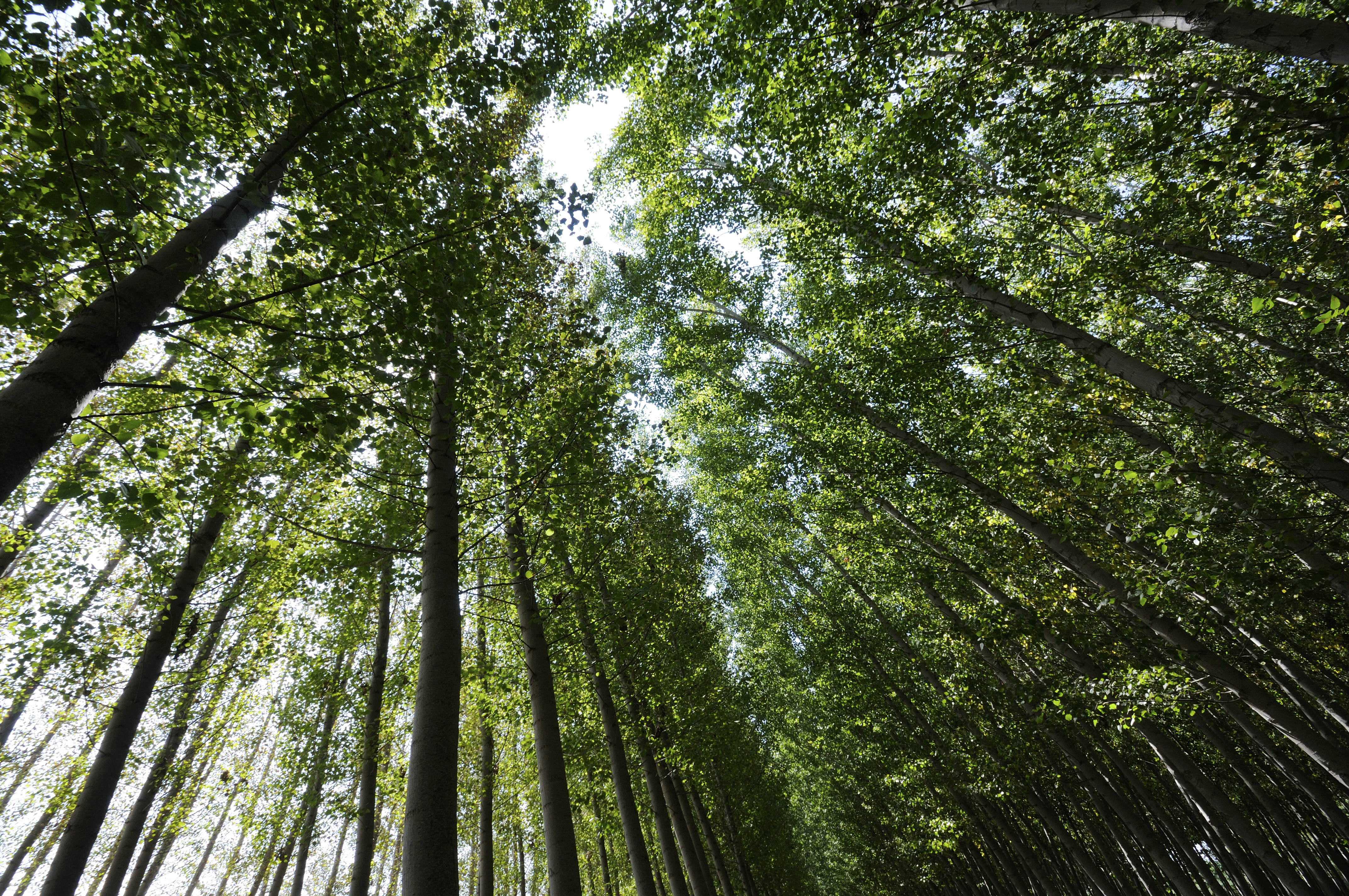 Governo estimula o crescimento de florestas plantadas no País - AgroSaber