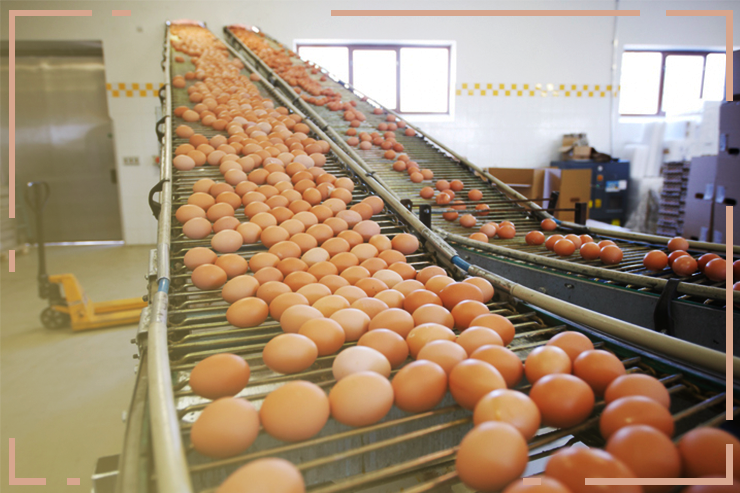 Brasil bate novo recorde na produção de ovos