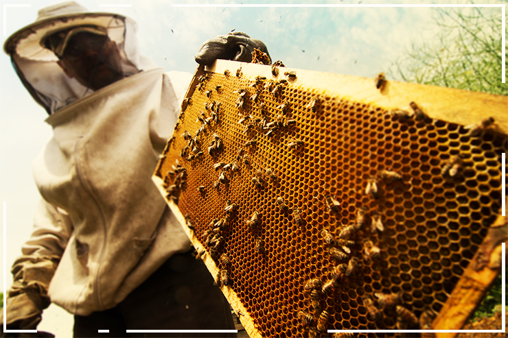 Pote cheio: Brasil tem produção de mel histórica