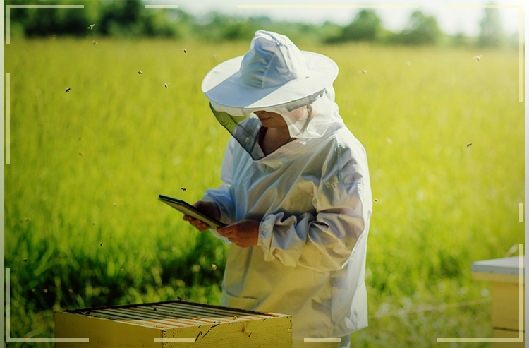 Deu ‘match’ no campo: APPs ajudam  agricultores a preservar as abelhas