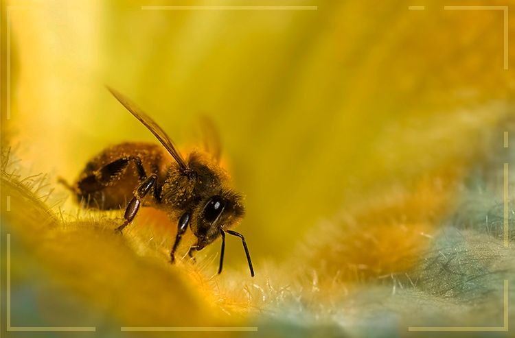 O casamento das abelhas com o melão no Nordeste