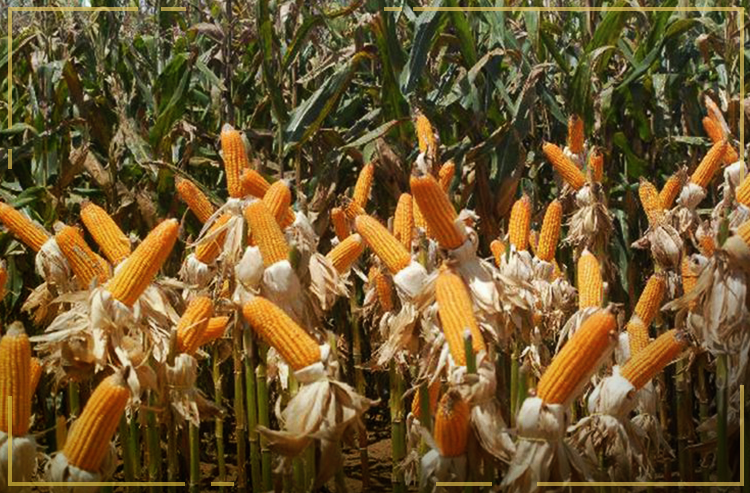 Agro brasileiro avança com etanol à base de milho