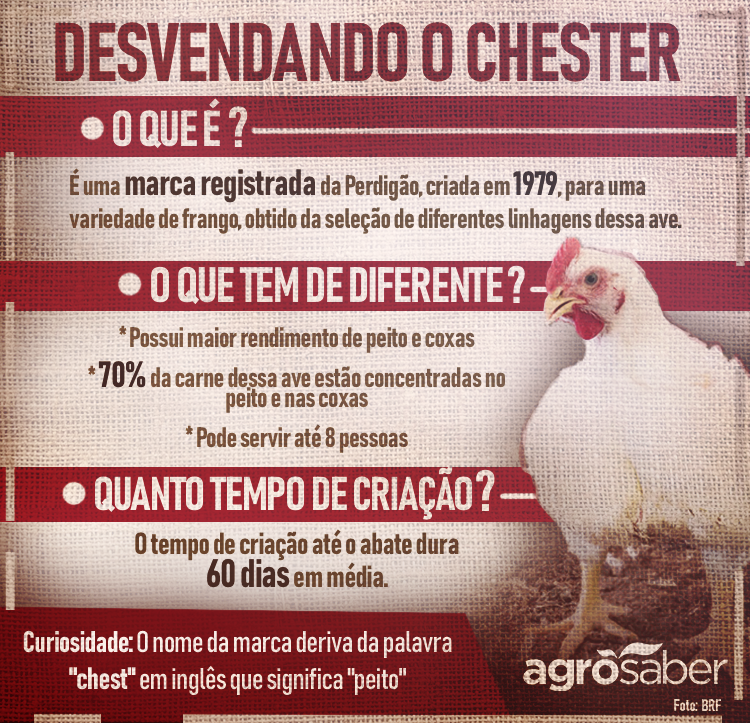 Todo Chester é frango, mas nem todo frango é Chester - AgroSaber