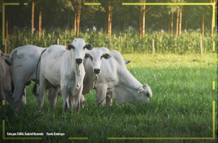 “Tecnologia alavanca produção de carne bovina no Brasil”