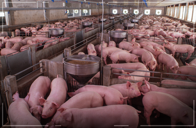 Carne suína ganha mercado e exportação bate recorde em 2019