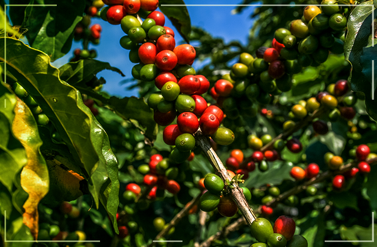 Produção de café pode chegar a 62 milhões de sacas em 2020  Café do Brasil