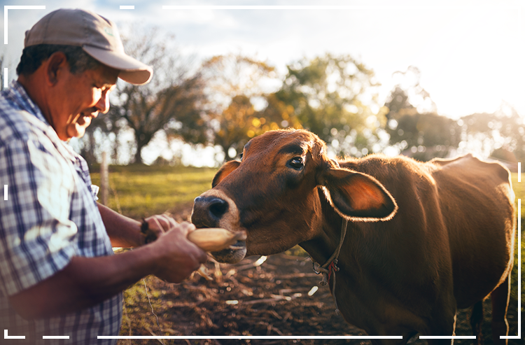 Validade do certificado da Agricultura Familiar é prorrogado por seis meses