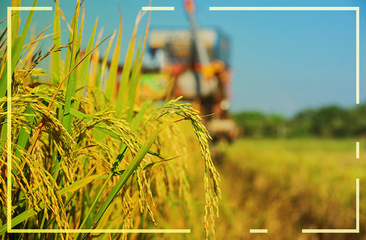 Brasil começa a colheita de arroz no RS com expectativa de 10,5 milhões de toneladas!