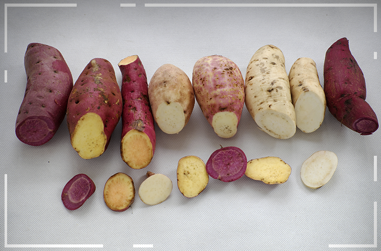 Maromba no agro: os ganhos com batata doce triplicaram em 10 anos