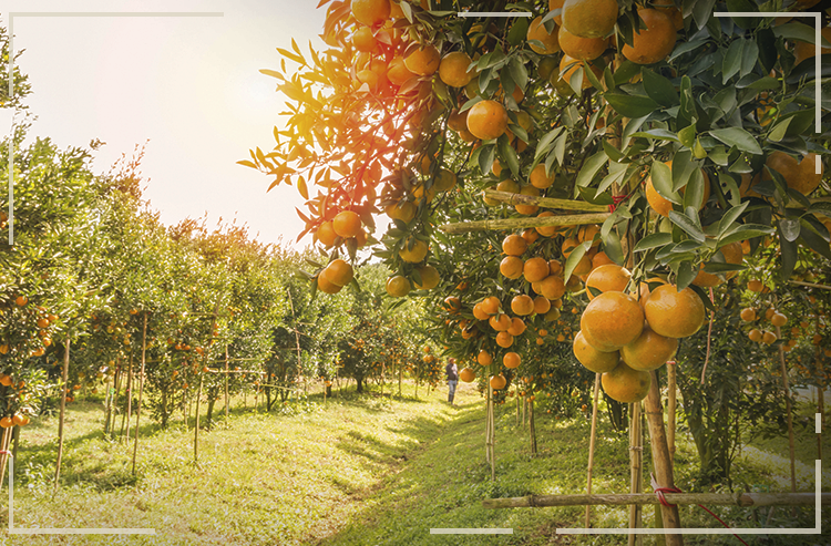 Produtividade de laranja cresce 10,6% em dez anos no País