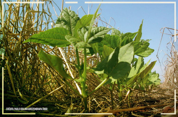 Eles só queriam salvar o solo e acabaram salvando o agro brasileiro