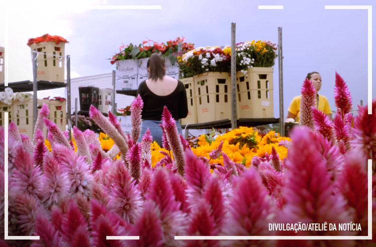 Impacto de doença no setor brasileiro de flores pode causar danos de R$ 1,4 bilhão