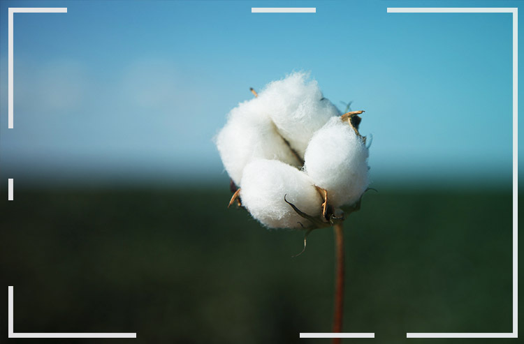 Brasil é campeão invicto na produção mundial de algodão sustentável