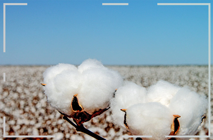 Maior produção sustentável de algodão é brasileira