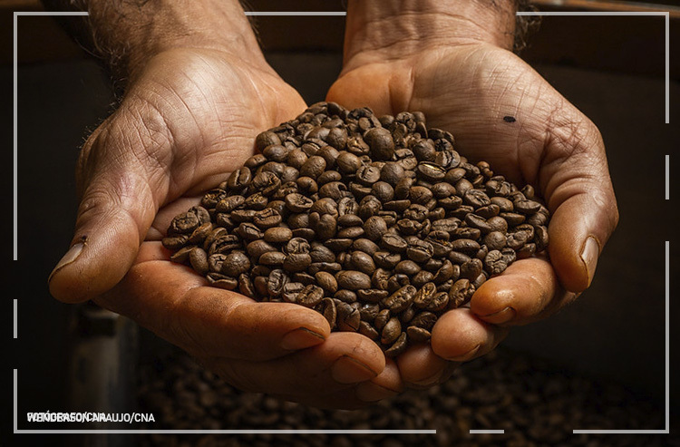 Dia Mundial do Café: Brasil é o maior produtor do mundo