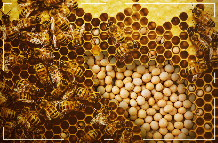 Quanto mais abelhas, maior é a produção de soja