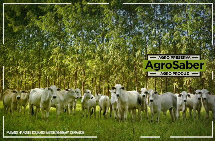 Agro brasileiro poupa área de 6 Franças com ganho de produtividade