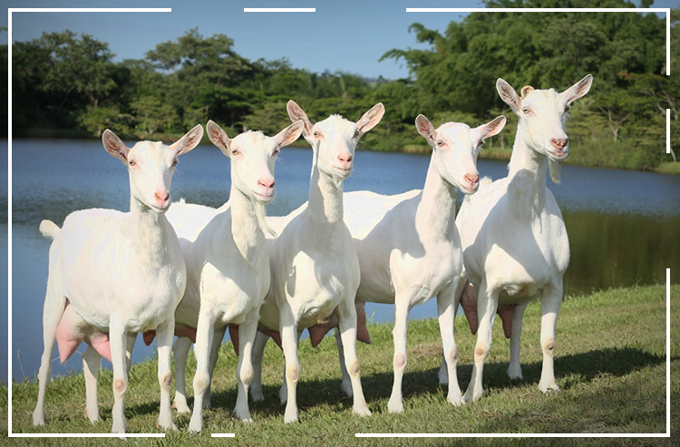Fazenda faz procedimento inédito na reprodução de cabras no País