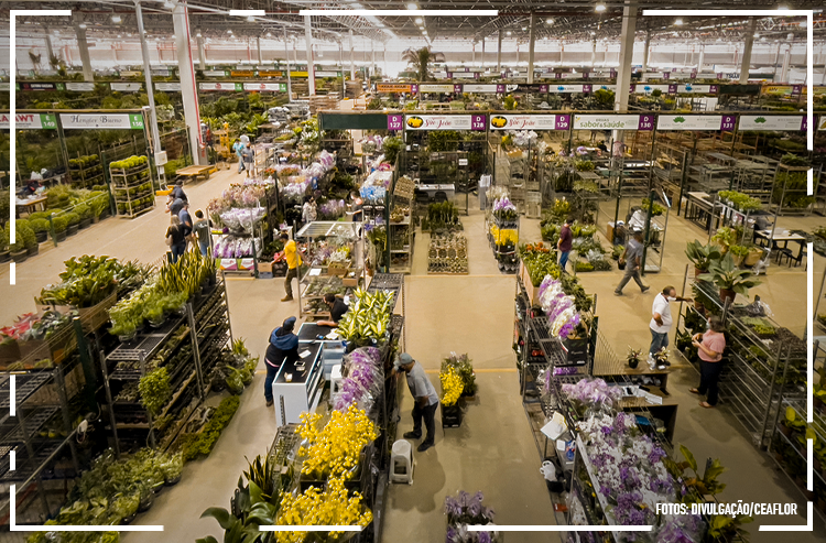 Mercado nacional de flores pode faturar até R$ 10 bilhões este ano